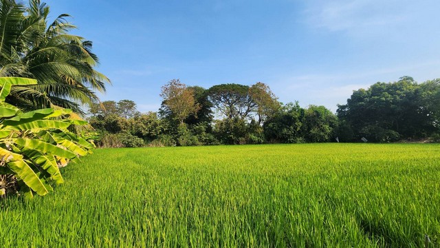 ให้เช่าที่ดิน ที่ดินติดถนนใหญ่ คลองสิบ-คลองสิบสี่ เขตหนองจอก