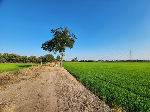 ขายที่ดิน ไทรน้อย ขนาด 10 ไร่ ใกล้ถนนบางบัวทอง-สุพรรณบุรี หน้ากว้าง 126 เมตร ใกล้วัดราษฎร์นิยม ทำเลดี เหมาะทำการเกษตร ปลูกบ้าน