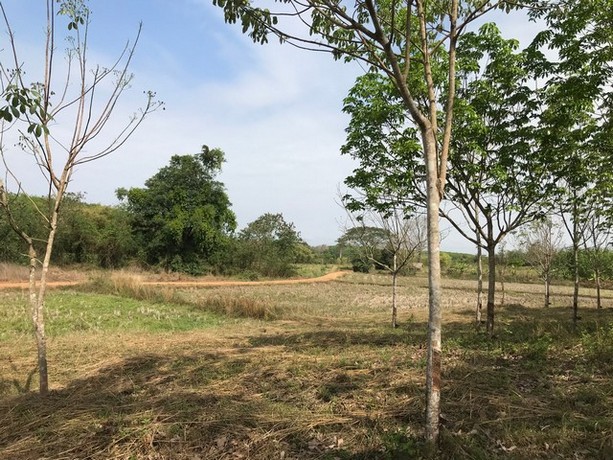 พื้นที่ดิน ที่ดิน บ้านนาค้อ ปากชม จ.เลย 1200000 บาท ใกล้ อยู่บ้านนาค้อ ห่างจากถนนทางหลวงสายปากชม-บ้านธาตุ ไม่ถึง 100 เมต