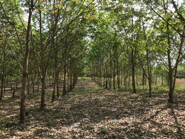 พื้นที่ดิน ที่ดิน บ้านนาค้อ ปากชม จ.เลย 1200000 บาท ใกล้ อยู่บ้านนาค้อ ห่างจากถนนทางหลวงสายปากชม-บ้านธาตุ ไม่ถึง 100 เมต