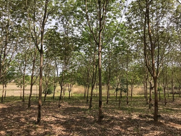 พื้นที่ดิน ที่ดิน บ้านนาค้อ ปากชม จ.เลย 1200000 บาท ใกล้ อยู่บ้านนาค้อ ห่างจากถนนทางหลวงสายปากชม-บ้านธาตุ ไม่ถึง 100 เมต