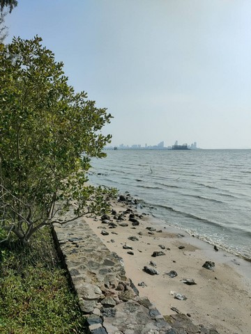 ขายที่ดินแปลงสวยเป็นชายหาดส่วนตัว ติดทะเลพัทยา (หาดกระทิงลาย) พร้อมที่ดินงอก ชลบุรี