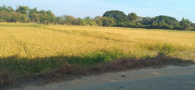 ขายที่ดินราคาถูกพนัสชลบุรี บ้านช้าง-สวนผักพนัสนิคม บนเนื้อที่ 9 ไร่