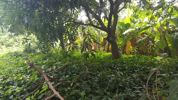 ขายที่ดิน 397 ตรว. ถมแล้ว สุขุมวิท 50 ซอยสวัสดี พื้นที่สีส้ม บรรยากาศดี เหมาะสร้างบ้านหรู ซื้อลงทุน โทร 0999568316