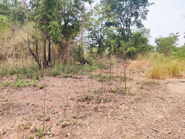 ขายที่ดินทำการเกษตร บรรยากาศดี ใกล้เขื่อนทีปังกร หนองบัวแดง จ.ชัยภูมิ