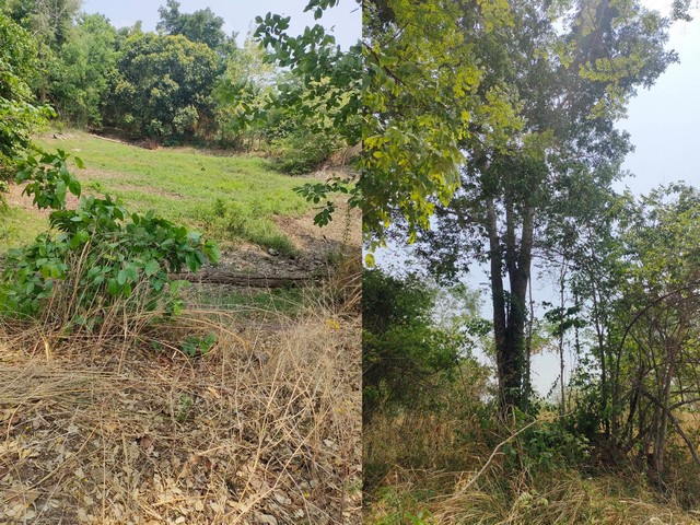 ขายที่ดินทำการเกษตร บรรยากาศดี ใกล้เขื่อนทีปังกร หนองบัวแดง จ.ชัยภูมิ
