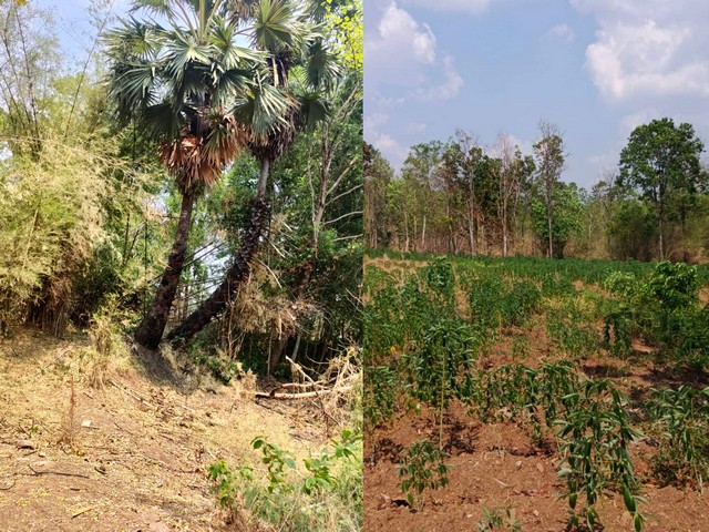 ขายที่ดินทำการเกษตร บรรยากาศดี ใกล้เขื่อนทีปังกร หนองบัวแดง จ.ชัยภูมิ