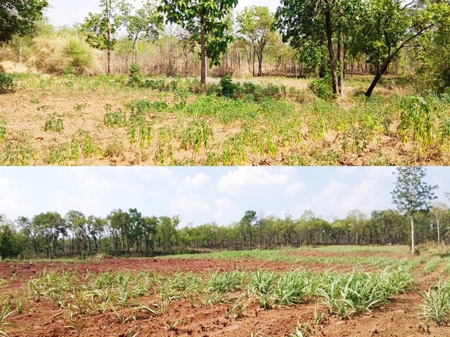 ขายที่ดินทำการเกษตร บรรยากาศดี ใกล้เขื่อนทีปังกร หนองบัวแดง จ.ชัยภูมิ