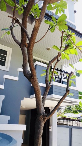 รหัสC6671 ให้เช่าทาวน์เฮ้าส์ 3ชั้น ถนนประเสริฐมนูกิจ ใกล้ถนนเกษตร นวมินทร์ เหมาะทำโฮมออฟฟิศ