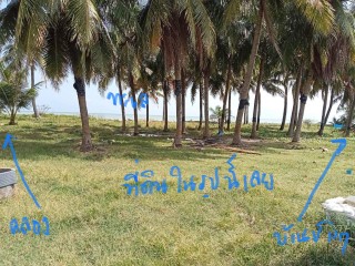 ลดด่วน ขายขาดทุนเหลิอ 3 ล. ที่ติดทะเล สงขลา ระโนด 1ไร่ 24วา 081-3755244 เหมาะทำรีสอร์ต ร้านอาหาร บ้านพักส่วนตัว
