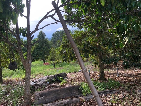 ขายที่สวนทุเรียน เมืองระยอง ติดแหล่งน้ำธรรมชาติ ใกล้ทะเล ด้านหลังเป็นเขายายดา เนื้อที่ 4 ไร่ 3 งาน 29 ตร.ว. ไร่ละ 2.5 ลบ. โทร 0852619111