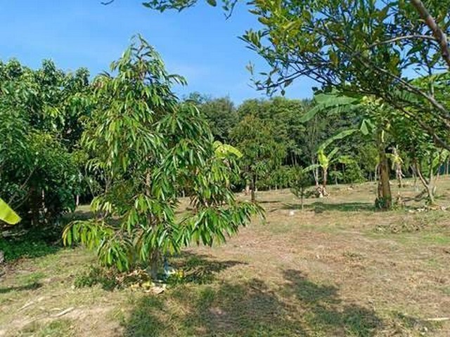 ที่ดิน สำนักงาน และโกดัง+ที่ดินสวนผลไม้หลากหลายชนิด, บ้านทุ่งศาลา ต.ดอนเปา อ.แม่วาง จ.เชียงใหม่ (18-3-24 ไร่ / 7,524 ตร.