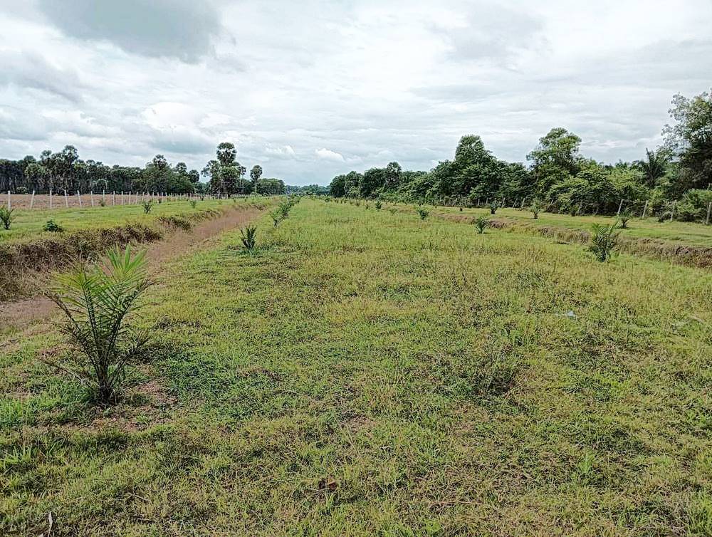 ที่ดินสวนปาล์ม 14 ไร่เศษ หมู่ 5 ตำบลบางเขียด อำเภอสิงหนคร สงขลา ใกล้หาดม่วงงาม