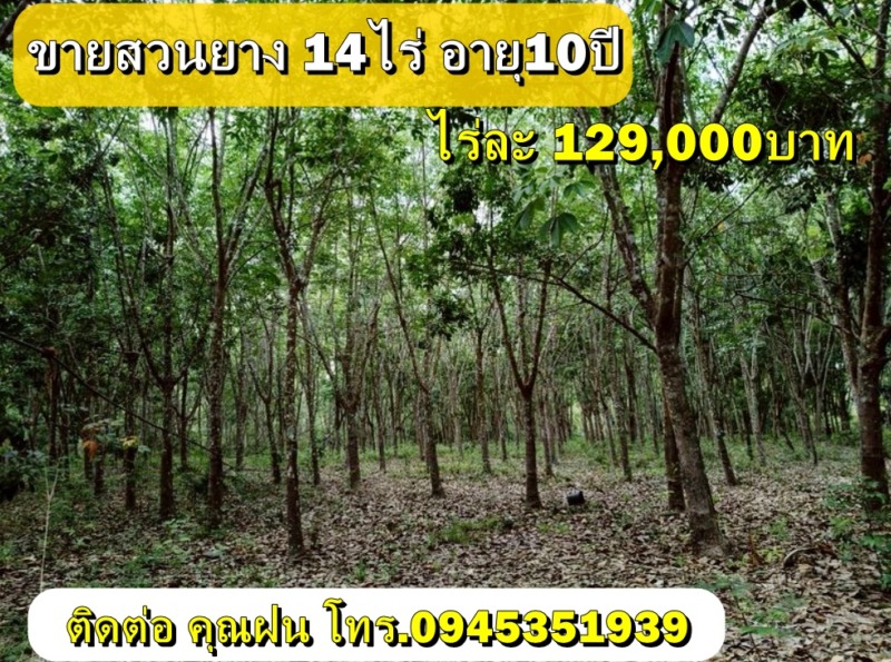 ขายสวนยาง 14ไร่ อายุ10ปี ขายไร่ละ129,000บาท