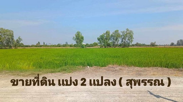 ขายที่ดิน/เเบ่งเเปลงขาย ใกล้ตัวเมืองสุพรรณ น้ำ/ไฟ พร้อม