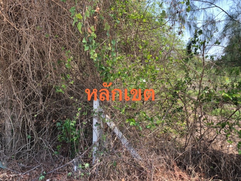 ขายที่ดิน เนื้อที่ 15-2-43 ไร่ (ครุฑแดง)