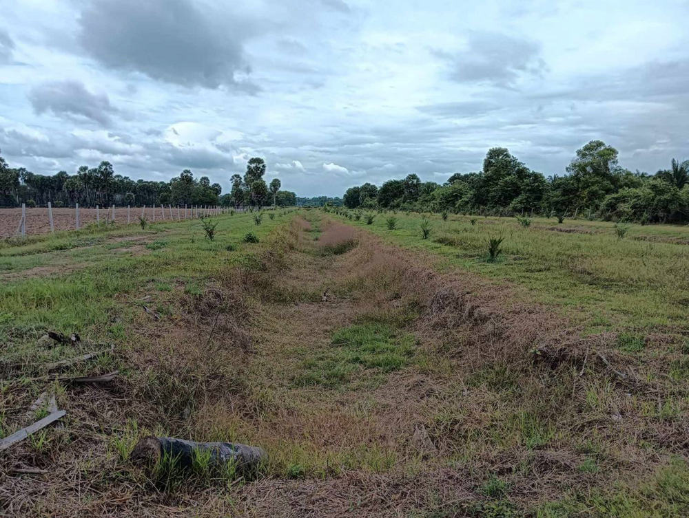 ที่ดินสวนปาล์ม 14 ไร่เศษ หมู่ 5 ตำบลบางเขียด อำเภอสิงหนคร สงขลา ใกล้หาดม่วงงาม