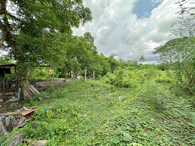 ที่ดินปากเกร็ด 85 ตร.วา ทำเลดี ราคาต่ำกว่าตลาด ใกล้รถไฟฟ้าสีชมพูใกล้วัดป่าเลไลย์ ปากเกร็ด นนทบุรี