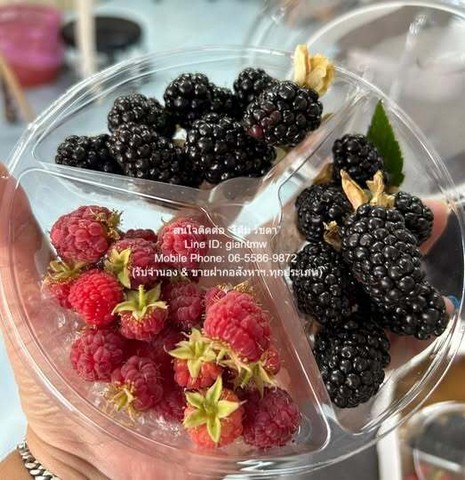 ขายที่ดิน พร้อมกิจการฟาร์มเกษตร 26 ไร่ ใกล้วัดพระขาว ปากช่อง นครราชสีมา ราคา 60 ล้านบาท