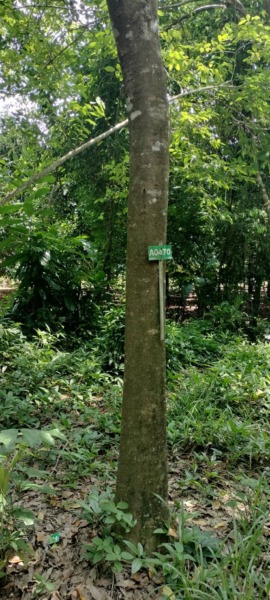 ขายที่ดิน 103 ไร่ บ่อพลอย ตราด เหมาะทำเกษตร-รีสอร์ต ราคาถูกมาก! โฉนดพร้อมโอน 099-545-9556