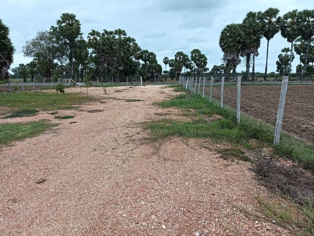 ที่ดินสวนปาล์ม 14 ไร่เศษ หมู่ 5 ตำบลบางเขียด อำเภอสิงหนคร สงขลา ใกล้หาดม่วงงาม