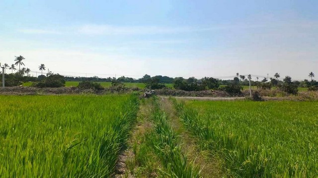ขายที่ดิน/เเบ่งเเปลงขาย ใกล้ตัวเมืองสุพรรณ น้ำ/ไฟ พร้อม