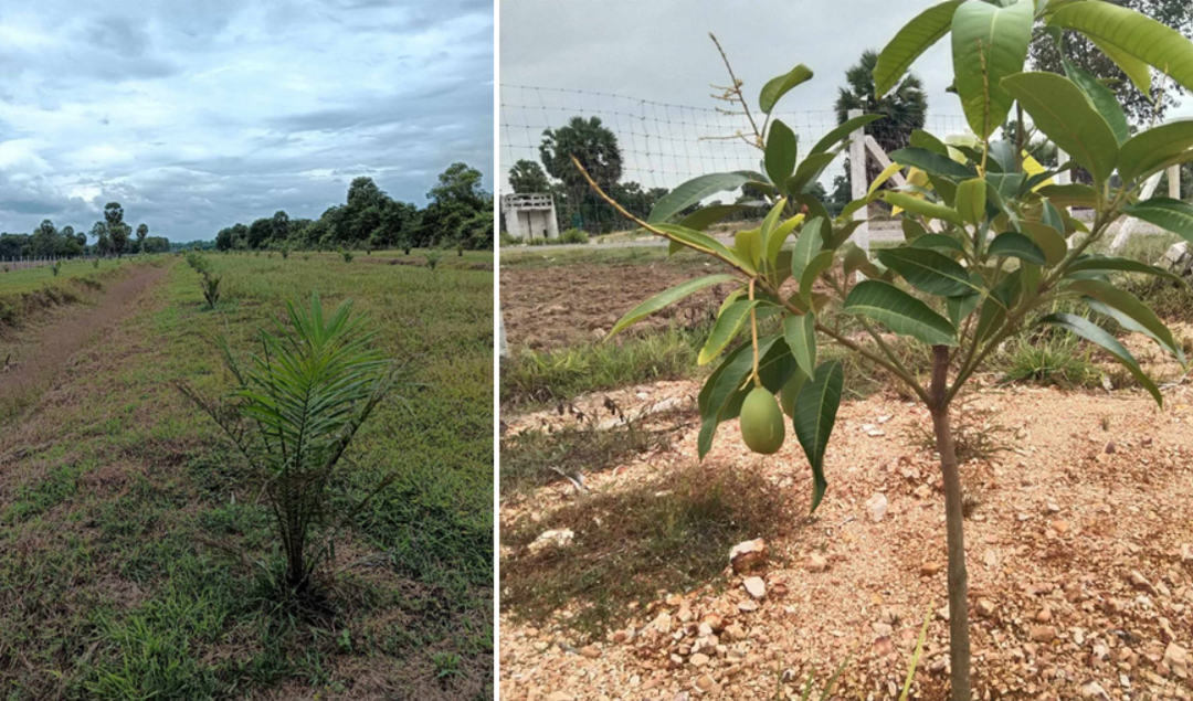 ที่ดินสวนปาล์ม 14 ไร่เศษ หมู่ 5 ตำบลบางเขียด อำเภอสิงหนคร สงขลา ใกล้หาดม่วงงาม
