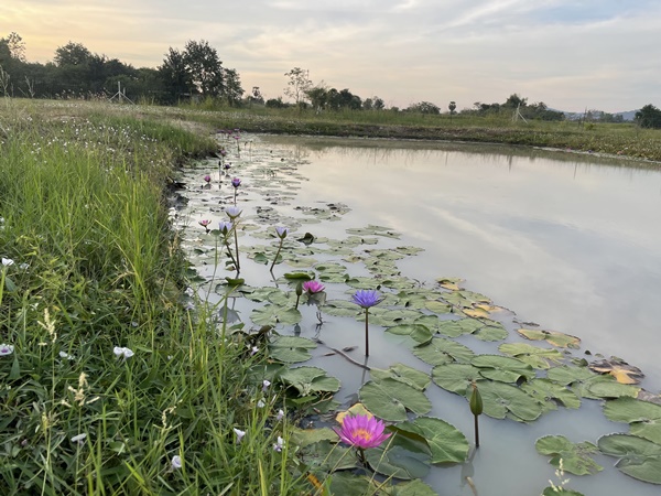 ที่ดินสวย ทำเลดี พร้อมระบบน้ำชลประทานฟรี เขาขลุง บ้านโป่ง ราชบุรี ติดถนนใหญ่ ใกล้กรุงเทพ