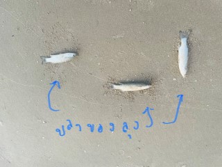 ที่ติดทะเลหายาก ติดหาดยาว 47 +20 เมตร1ไร่ 24วา ขาย 3 ล.