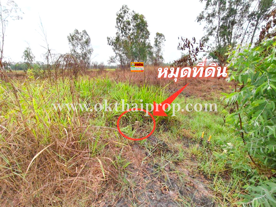 ที่ดิน ถนน3111 บางไทร อยุธยา
