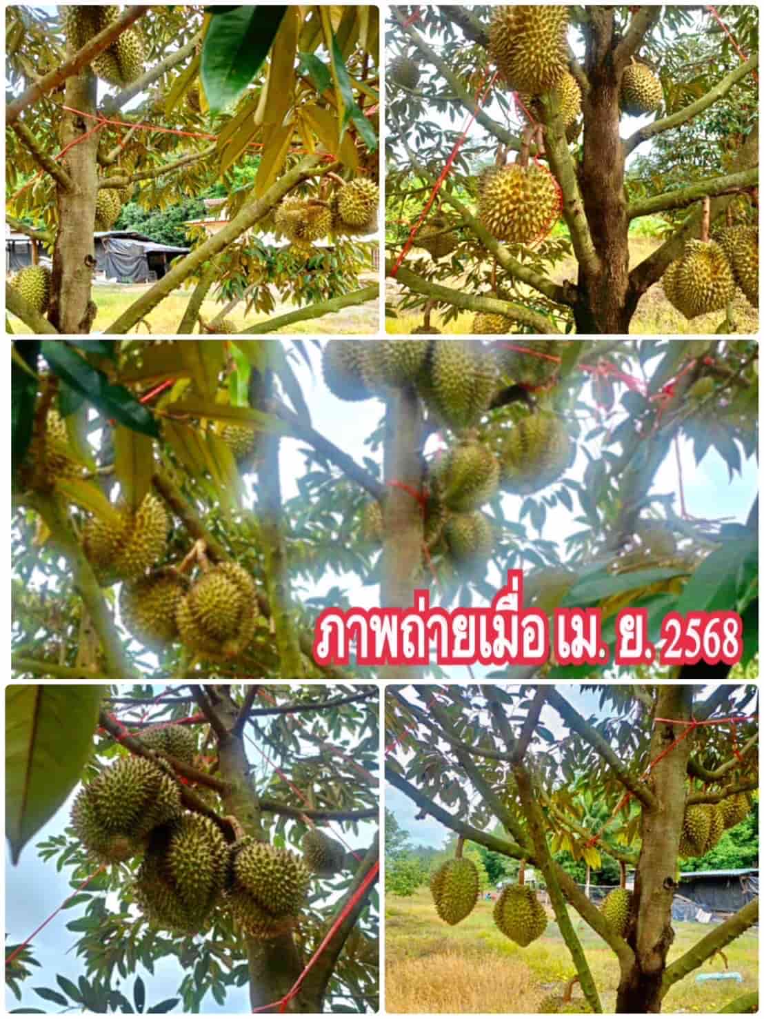ขายราคาถูก สวนทุเรียนโฉนดรวม 106 ไร่ อ.เมือง จ.ตราด