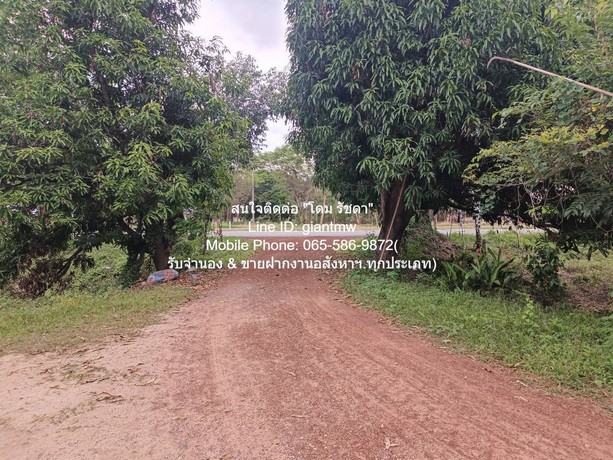 พื้นที่ดิน //ปรับลดราคา//ขายที่ดิน พร้อมสิ่งปลูกสร้างติดทางหลวงหมายเลข 11 (อ.วังทอง จ.พิษณุโลก) 36-3-99.7 ไร่, ราคา 25,1