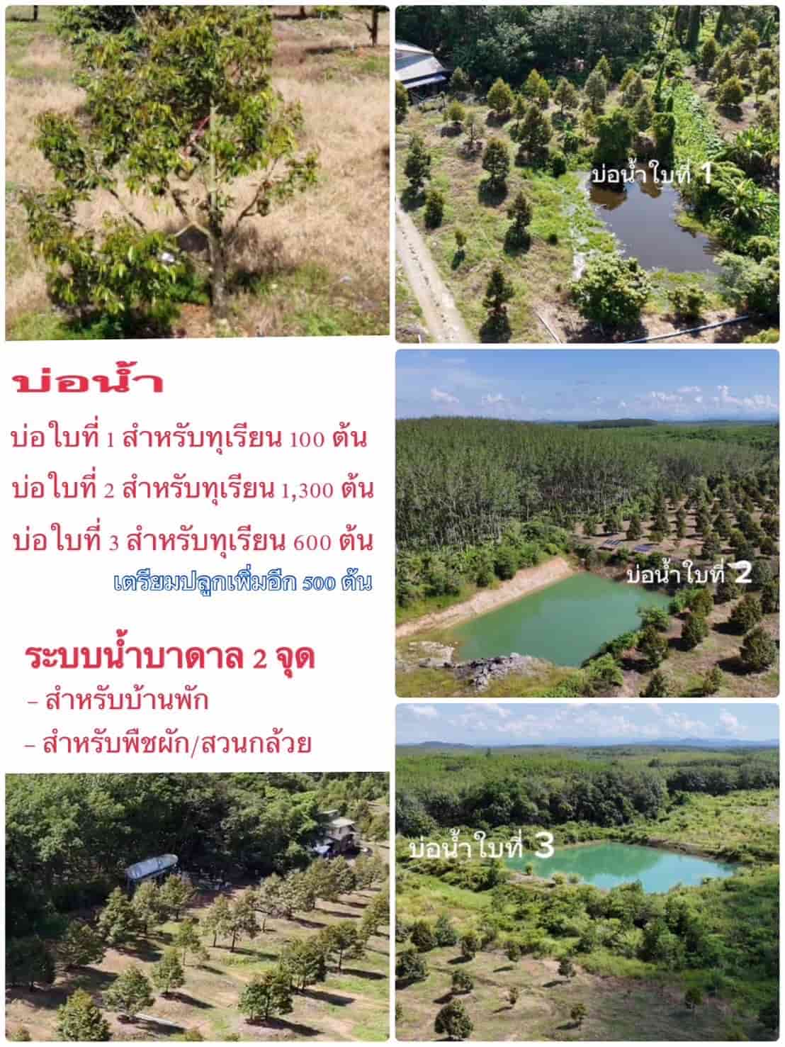 ขายราคาถูก สวนทุเรียนโฉนดรวม 106 ไร่ อ.เมือง จ.ตราด