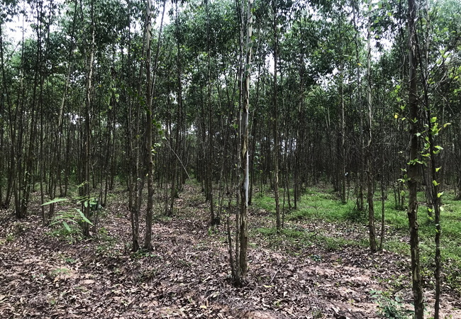 ขายที่ดิน บ้านแก้ง เมืองสระแก้ว เนื้อที่ 4-1-60 ไร่ ราคาต่อรองได้