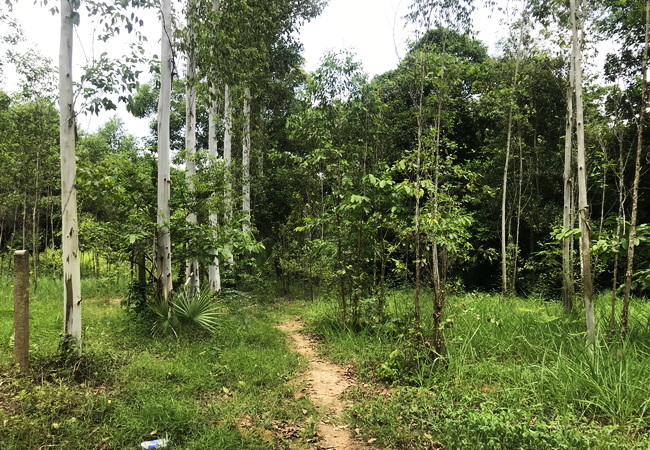 ขายที่ดิน บ้านแก้ง เมืองสระแก้ว เนื้อที่ 4-1-60 ไร่ ราคาต่อรองได้