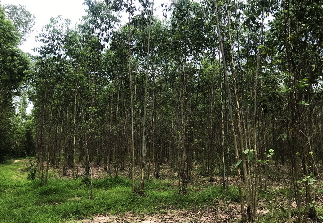 ขายที่ดิน บ้านแก้ง เมืองสระแก้ว เนื้อที่ 4-1-60 ไร่ ราคาต่อรองได้